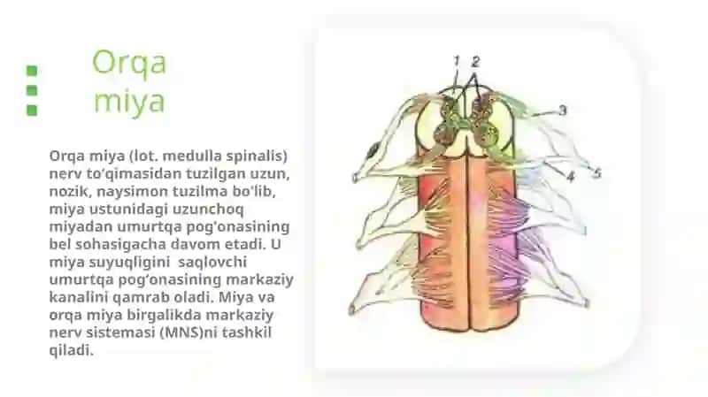 Orqa miya reflekslarini o'rganish 3