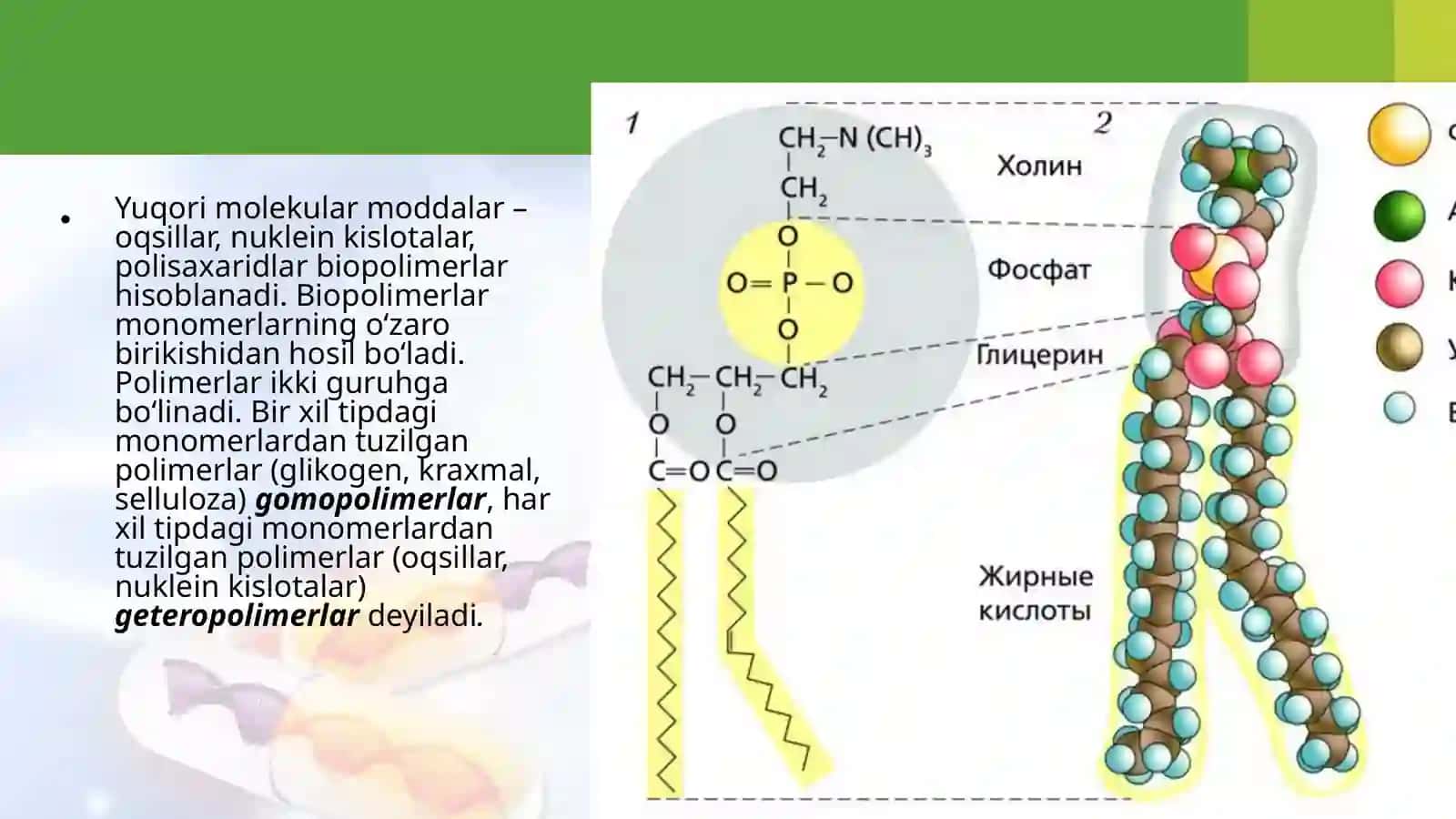 Uglevodlar va lipidlar 3