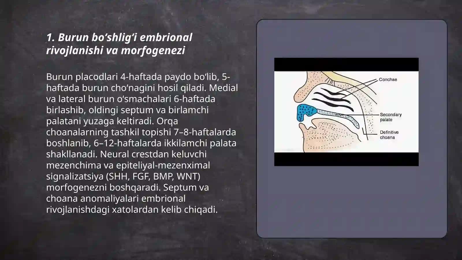 Burun boʻshligʻi va Paranazel Sinuslar Taraqqiyoti 3