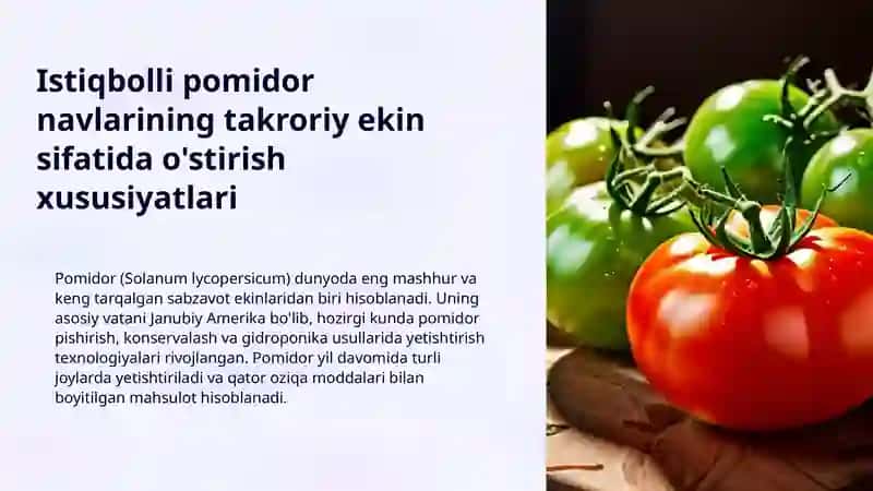 POMIDOR YETISHTIRISH TEXNOLOGIYASI 3