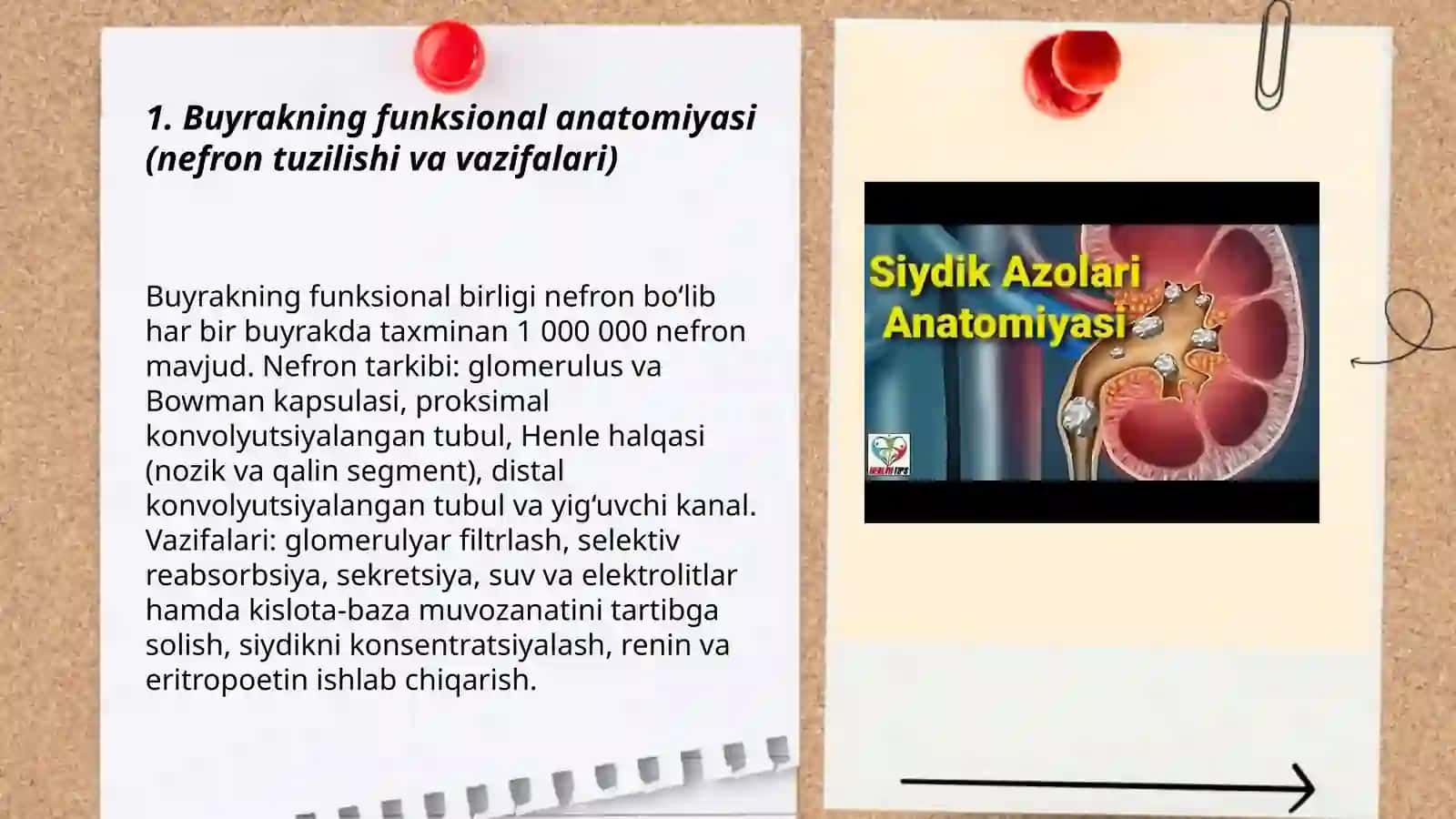 Siydik chiqarish tizimning funksional va klinik anatomiyasi 3