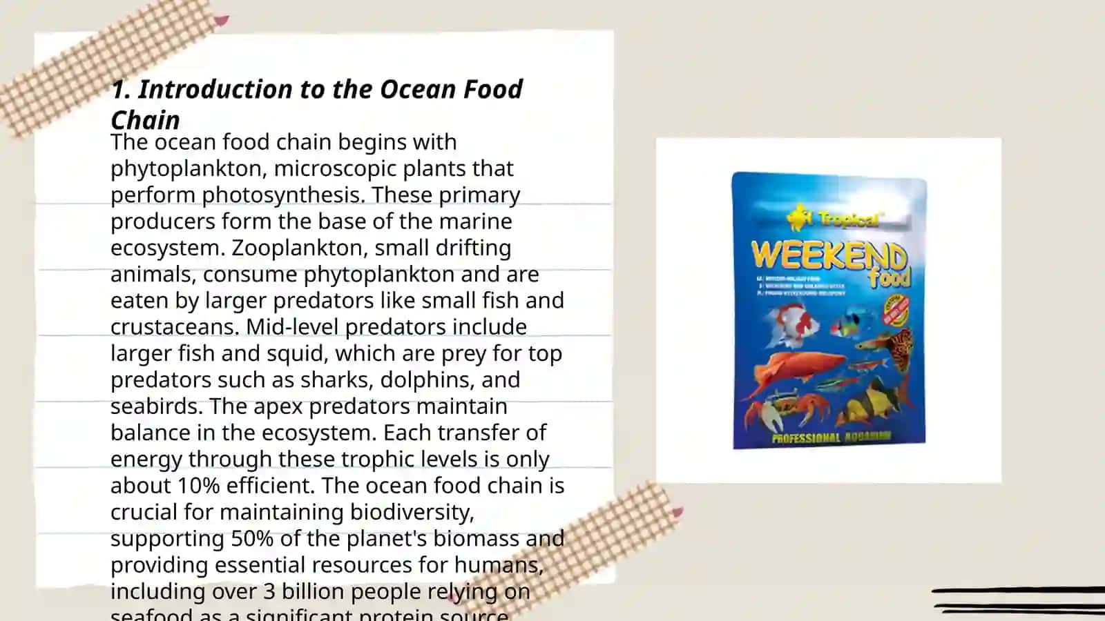 Ocean food chain for children 3