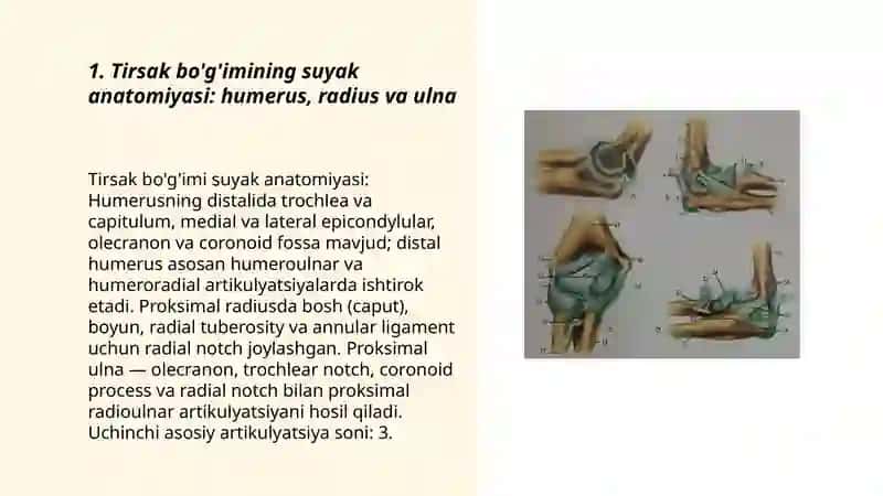 Tirsakning oldingi va orqa sohasi hamda tirsak boʻgʻimining klinik anatomiyasi 3