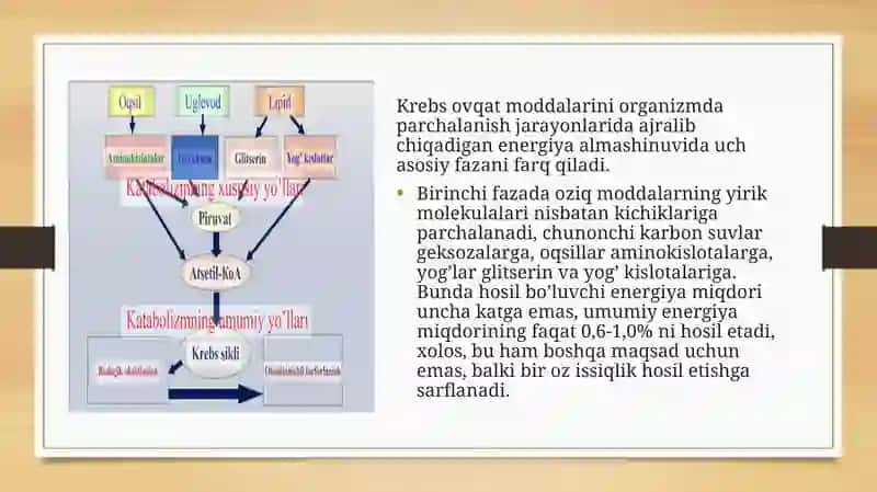 Moddalar Almashinuvi Patofiziologiyasi 3