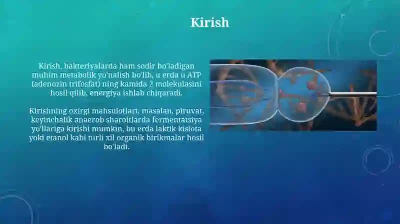 Bakteriyalarning Fiziologiyasi 3