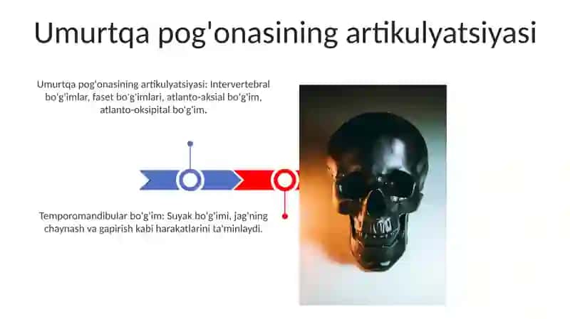 Umurtqa pog'onasining artikulyatsiyasi 3