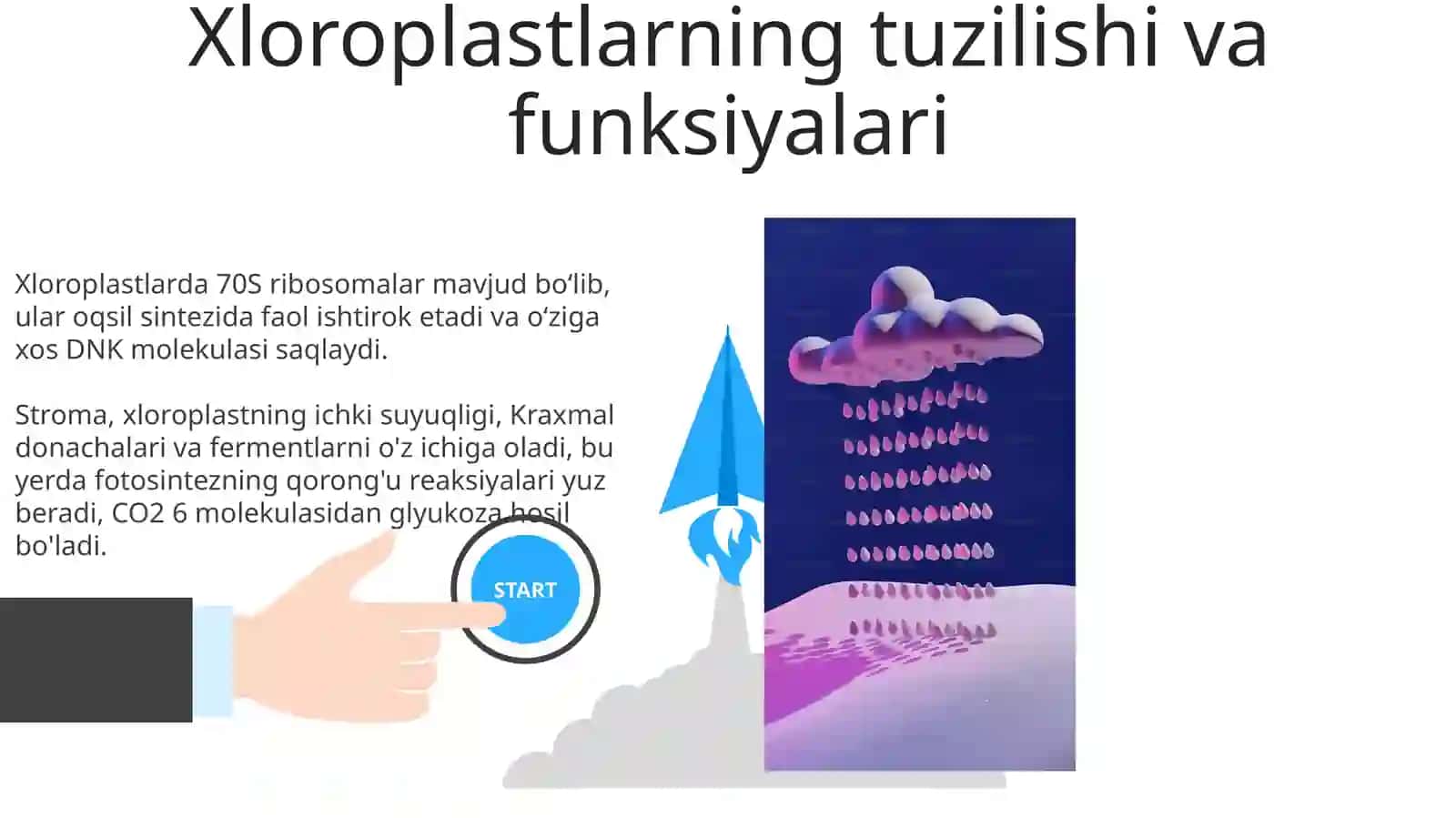 Sitoplazmaning ikki membranali organoidlari 3