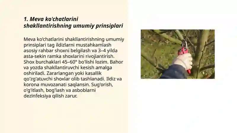 Meva ko'chatlariga shakl berish, ularni parvarish qilish 3