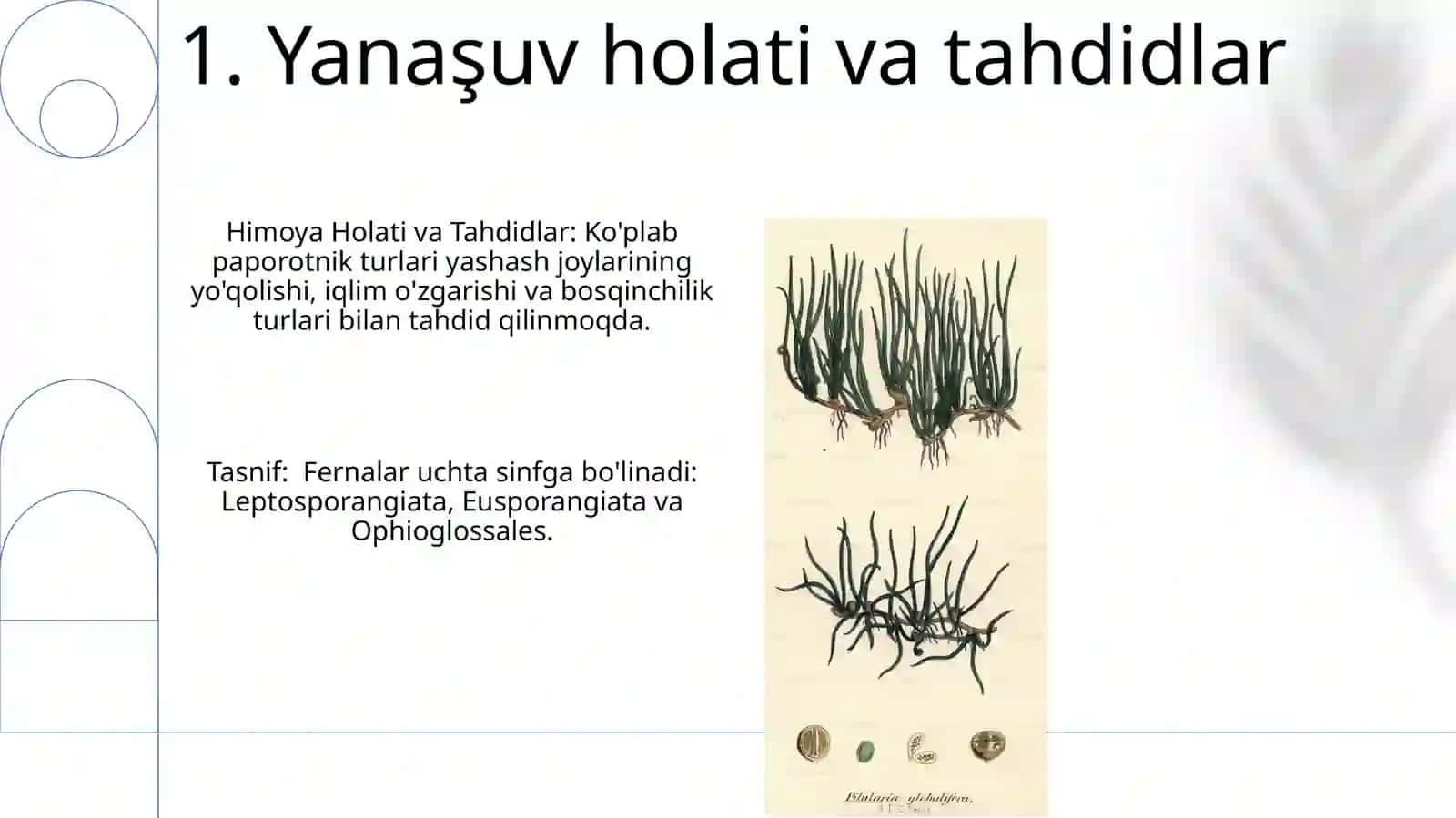 Zamonaviy filogenetik sistema tuban oʻsimliklar va ularning klassifikatsiyasi 3