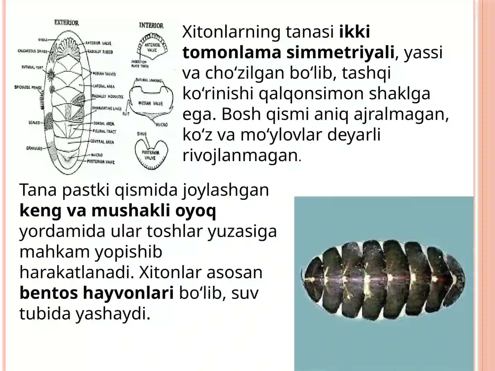 Xitonlar(qalqondorlar) sinfi 3