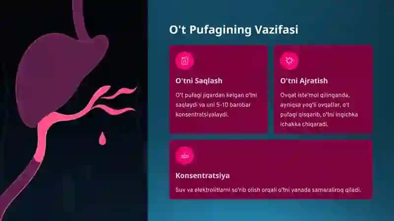 O'tning-Hazm-Jarayonidagi-Orni (2) 3