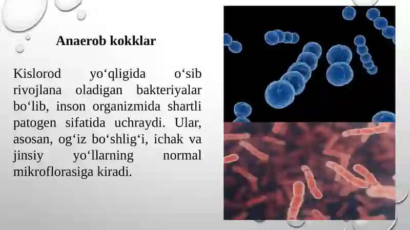 Anaerobkokklar 3