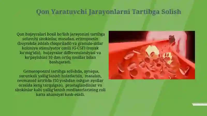 Qon Yaratuvchi Jarayonlarni Tartibga Solish 3