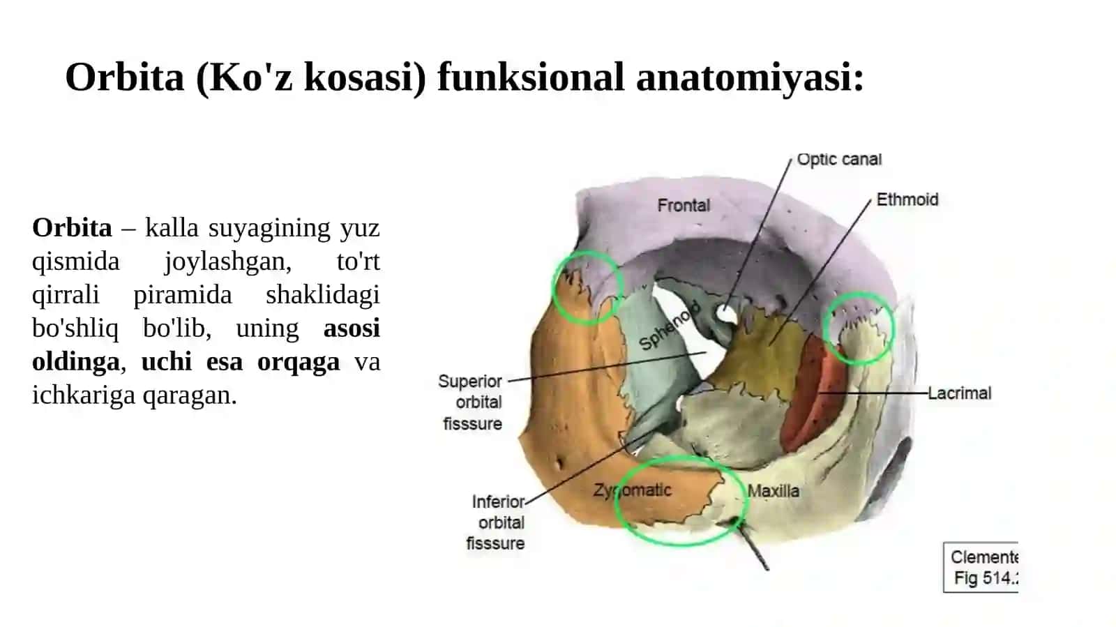 OptagʻmoloRBITA FUNKSIONAL ANOTOMIYASI, OʻSMALARI,KONYUKTIVA,SKLERA VA SHOX  PARDASI ANOTOMIYASIO 3