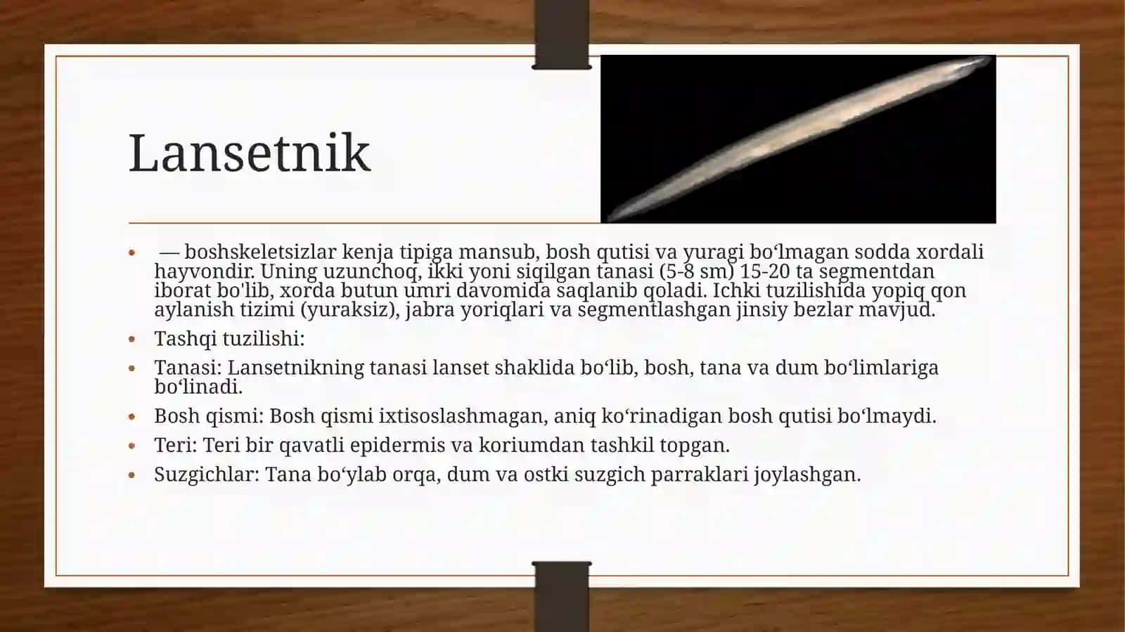 Mavzu:Bosh skeletsizlar (Acrania) kenja tipi. Lansetnik ning (Branchiostoma lanceolatum) tashqi tuzilishi, skeleti va ichki tuzilishi 3