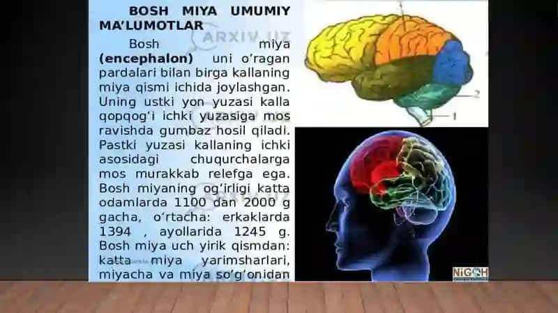 BOSH MIYANING TUZILISHI 3