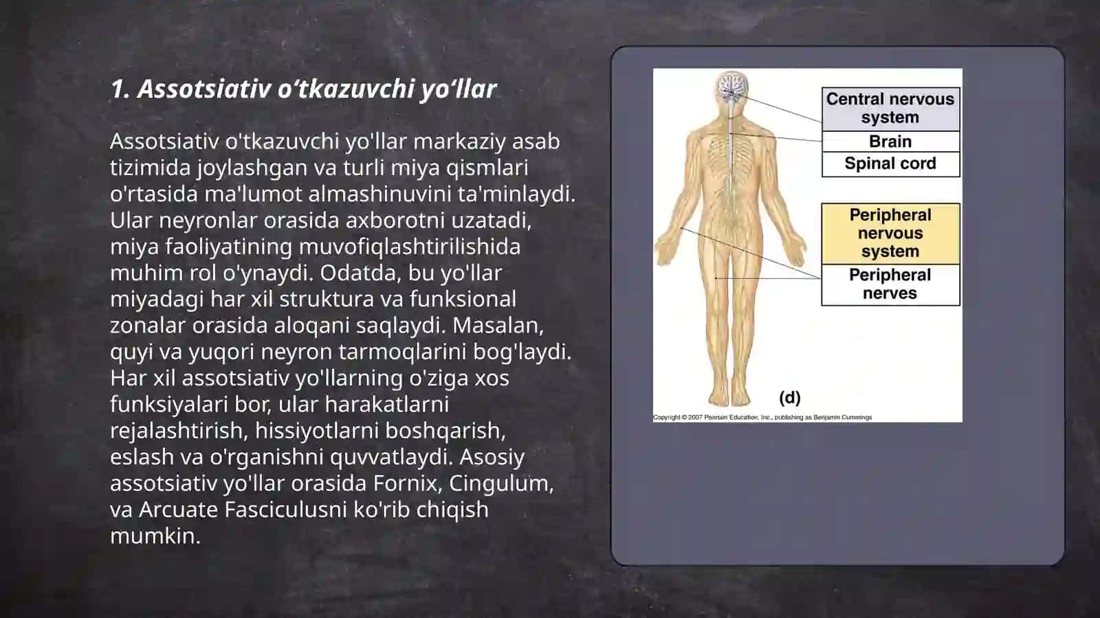 Markaziy nerv tizimining oʻtkazuvchi yoʻllari 3