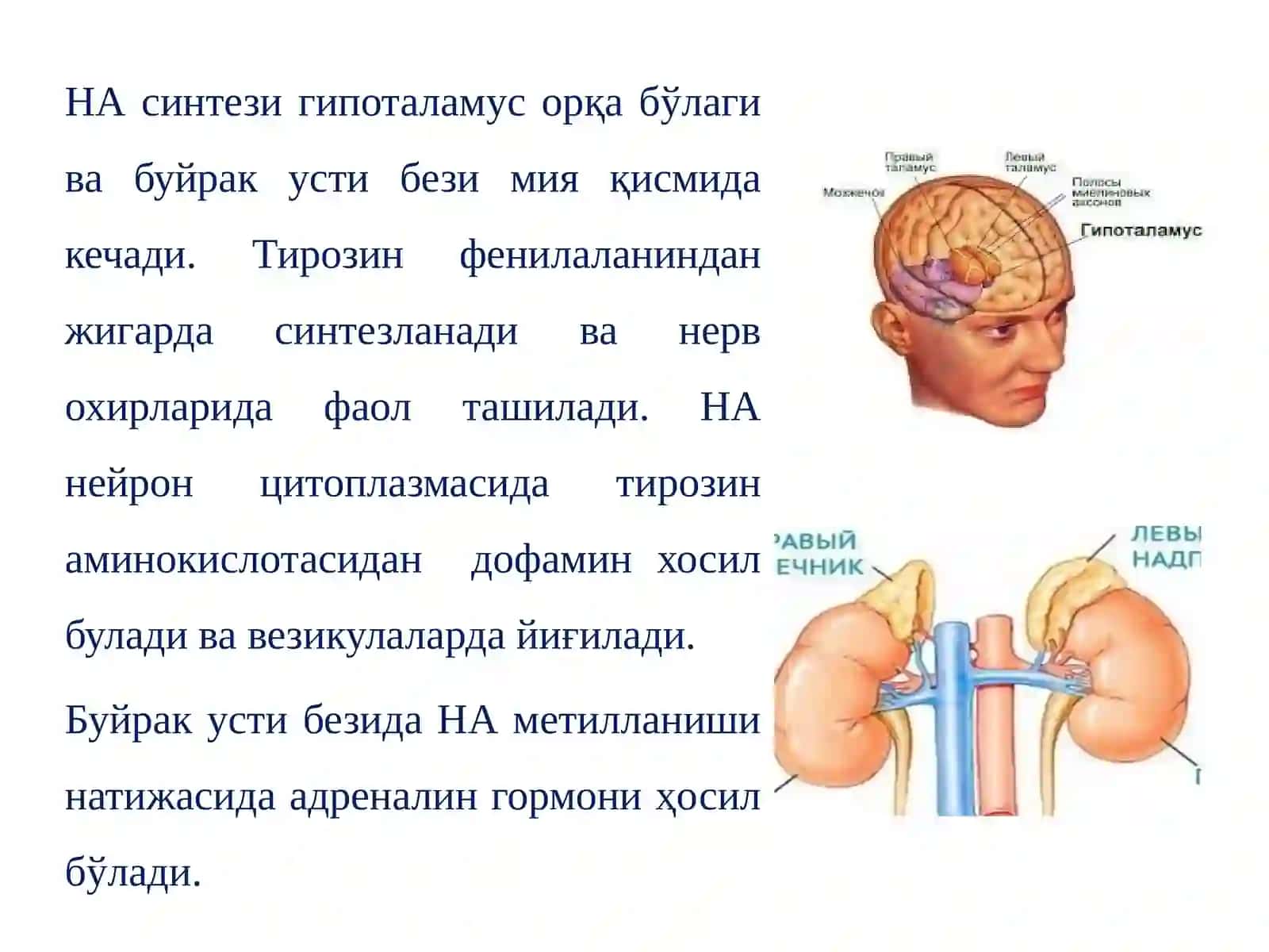 Адренергиктизимгатаъсирэтувчидоривоситалари 3