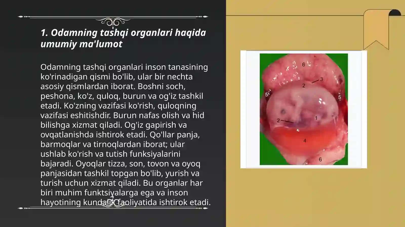 Odamning tashqi organlari haqida umumiy ma'lumot 3