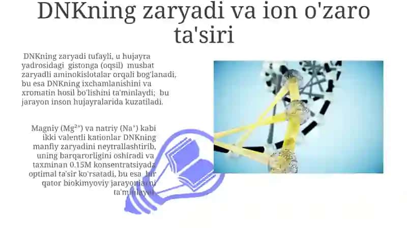 DNK molekulasining tuzilishi va fizik-kimyoviy xossalari 3