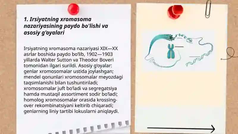 Irsiyatning xromasoma nazariyasi 3