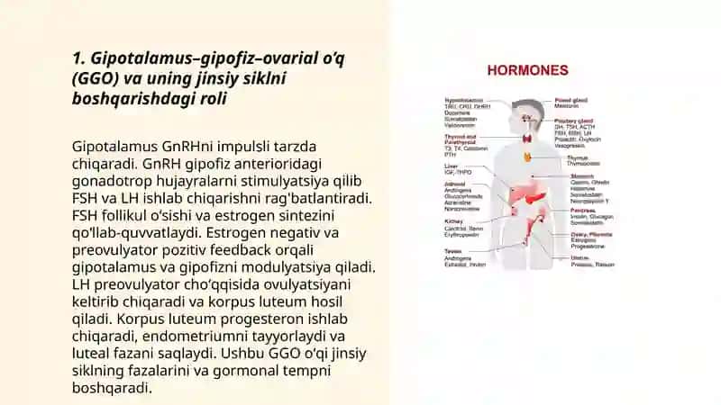 Jinsiy siklning gormonal boshqariluv mexanizmi 3