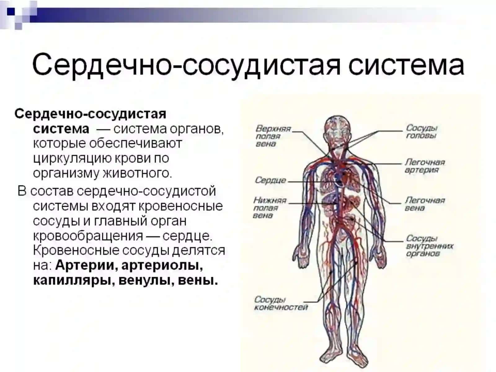 Сердечно-сосудистая система 3