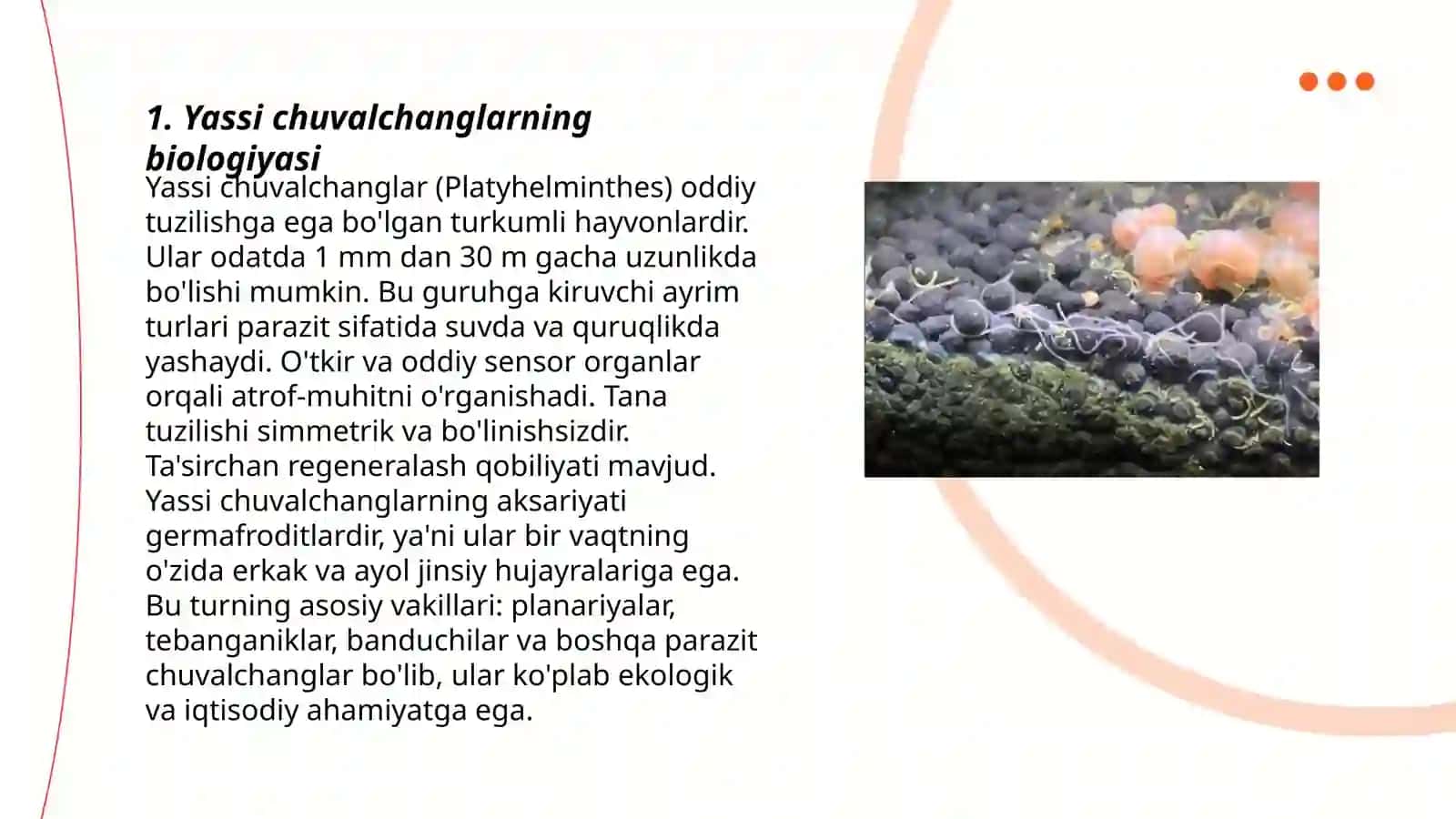 Yassi chuvalchanglar- odam parazitlari- sòrĝichlilar 3