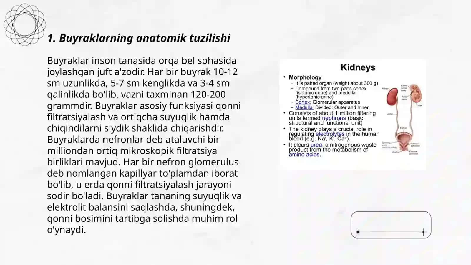 Buyrak tuzilishi va vazifasi 3