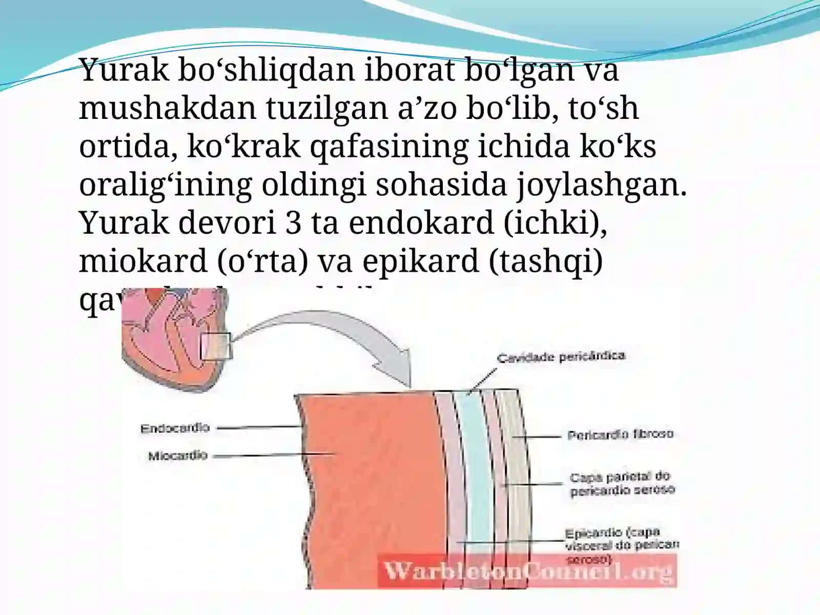 Yurakqon-tomir tizimi anatomo-fiziologik xususiyatlari 3