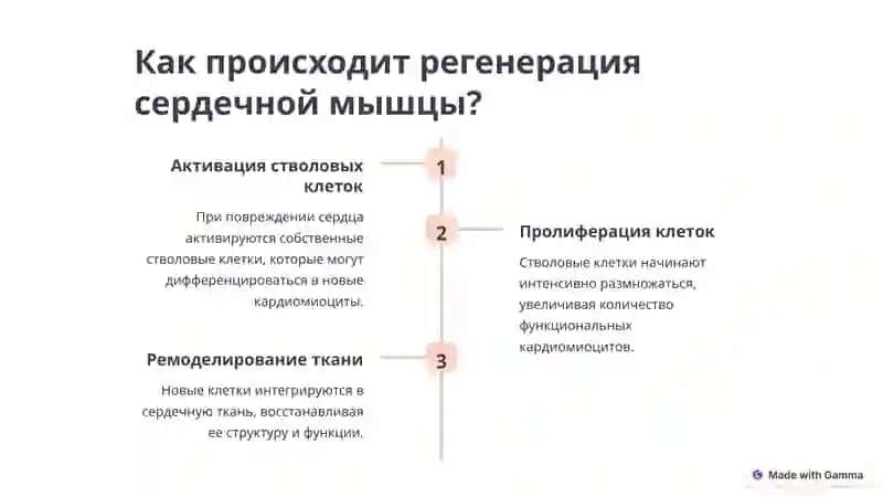 Регенерация сердечной мышцы 3