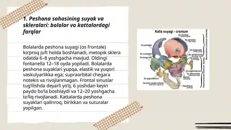 Bolalarda va kattalarda kalla soxasi miya qismining klinik anatomiyasi 3