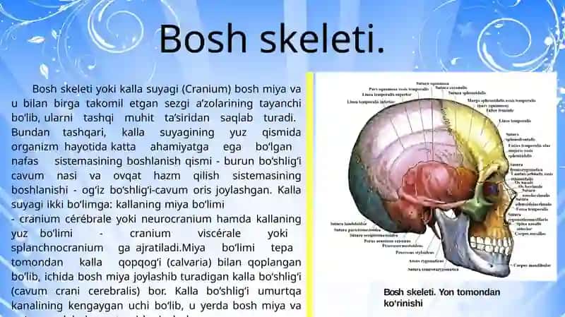 Qo'lninger kin va kamarsuyaklari; Oyoqninger kin va kamarsuyaklari; Boshskeleti. Kallasuyaklari; Boshskeleti. Kallaning yuzsuyaklari 3
