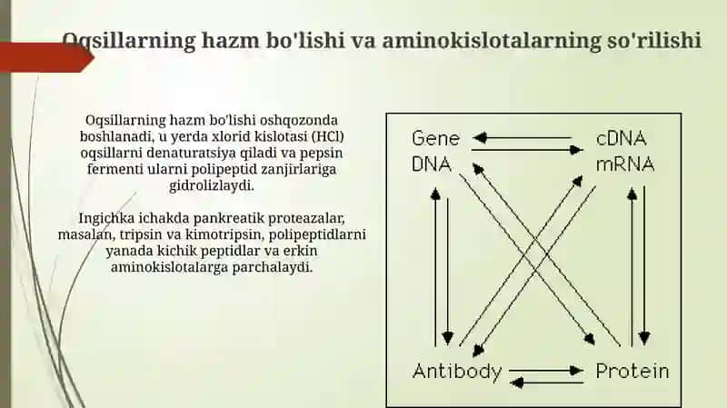 Odam organizmida oqsinlarning biokimyoviy oʻzgarishi 3