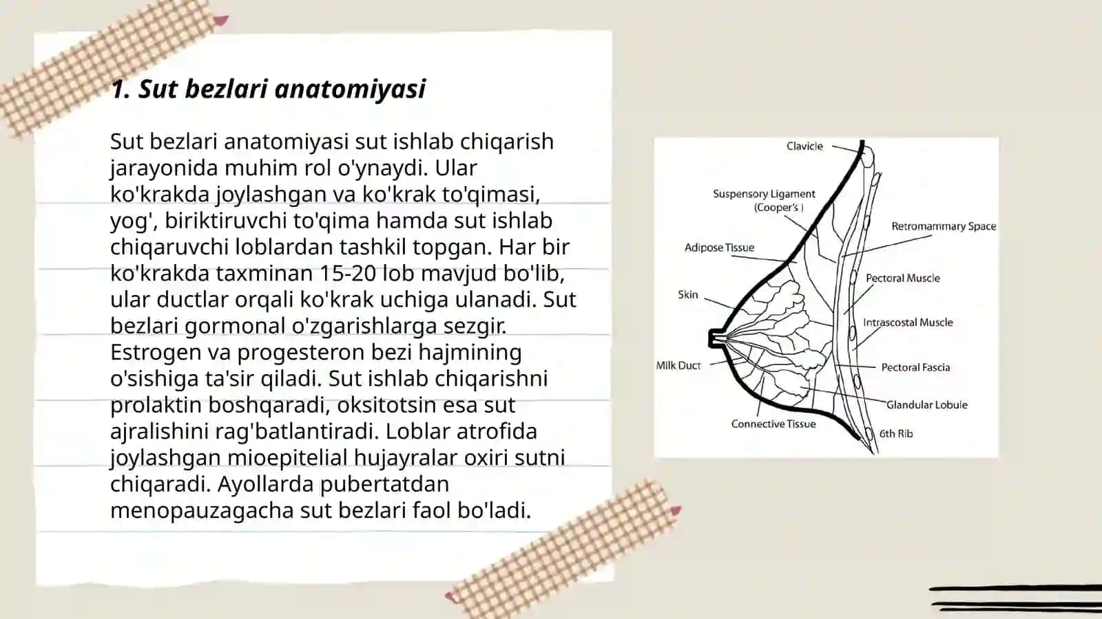 Sut bezlari faoliyatining boshqariluvi 3