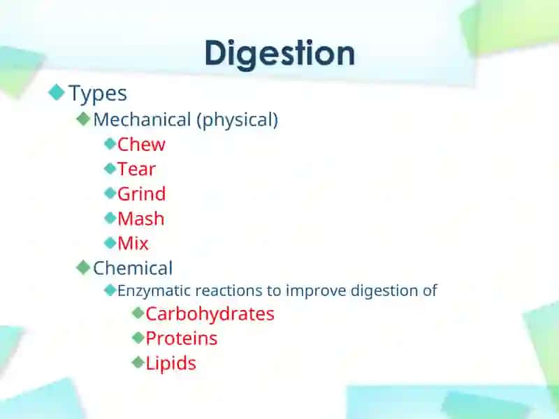Digestive System 3