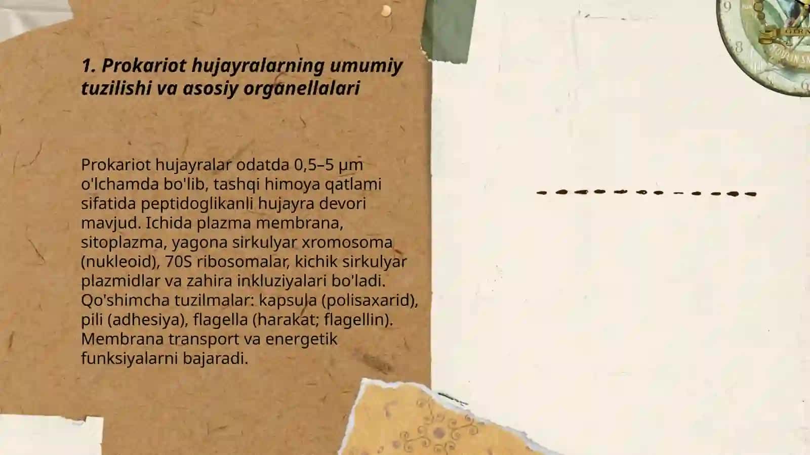 Prokariot hujayralarning tuzilishi. Mikoplazmalar (tuzilishi, o'lchami, genetik materiali, kimyoviy takibi, ko'payishi, ishlatilishi, tibbiyotdagi ahamiyati? 3