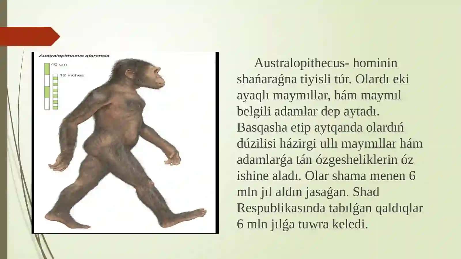 Avstralopitikler miynet iskerligi hám turmıs tárizi 3