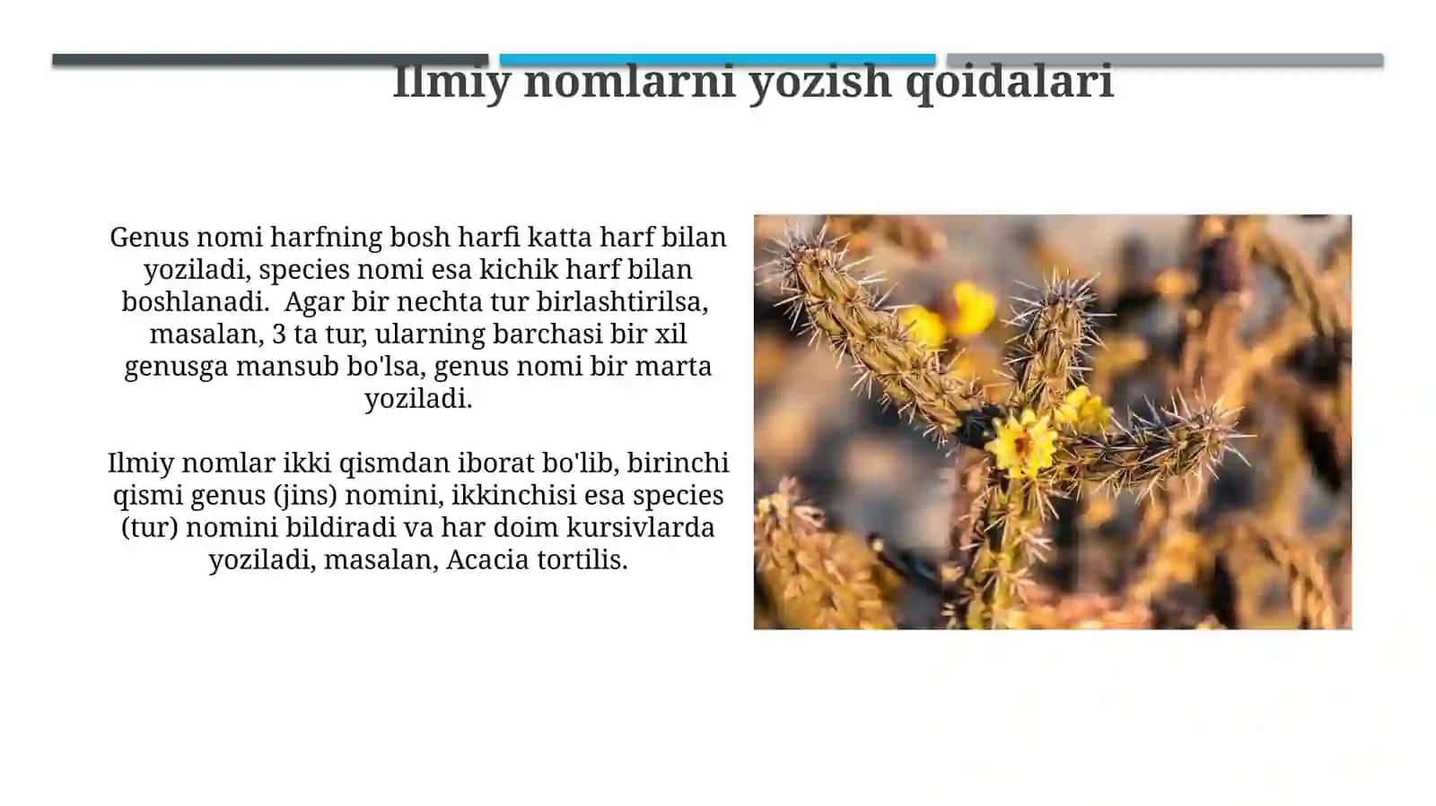 Cho'l o'simliklarini gerbariydan aniqlash va ilmiy nomini yozish 3
