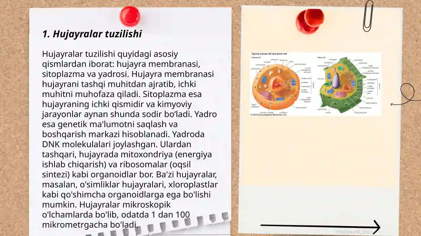 Hujayralar 3