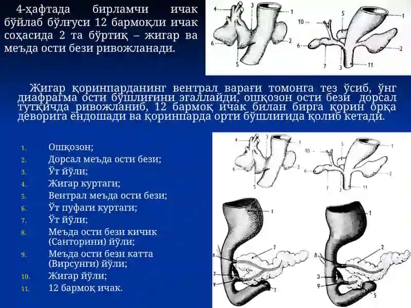 Одам анатомияси, оператив хирургия 3