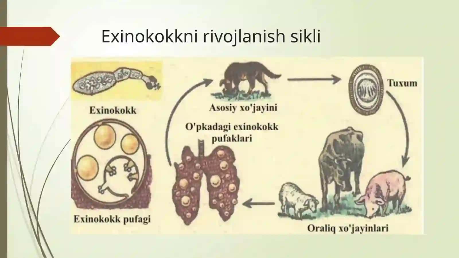 Exinokokk(Echinococcus granulosus) 3