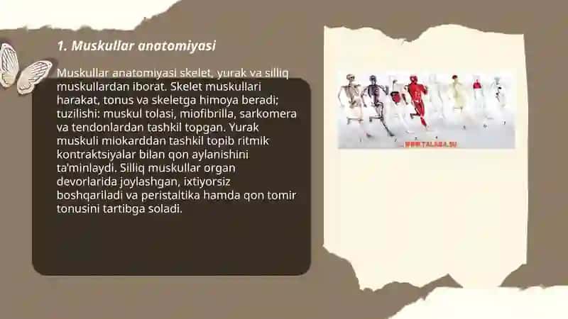 Muskullar sistemasi 3