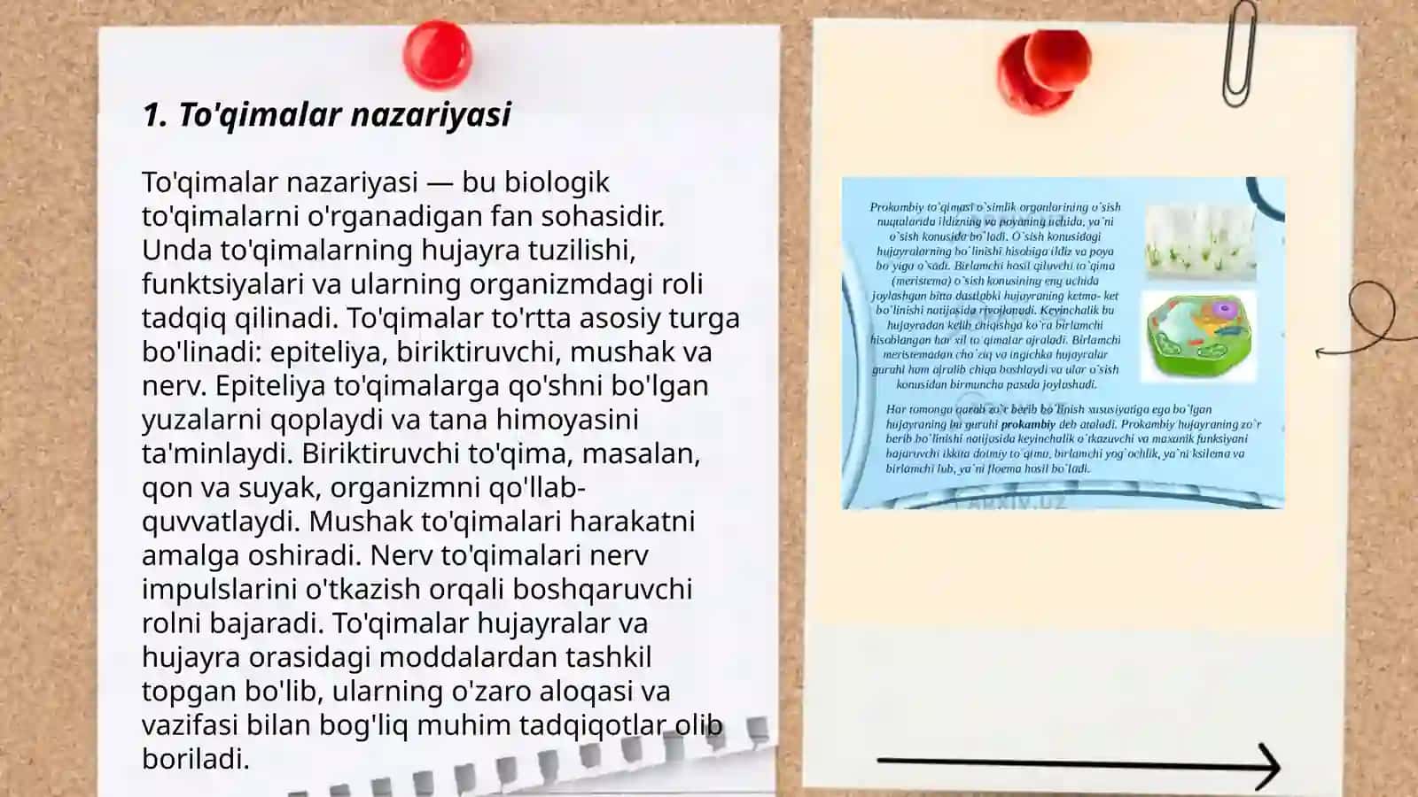 To'qimalar haqida umumiy tushuncha va ularning klassifikatsiyasi 3
