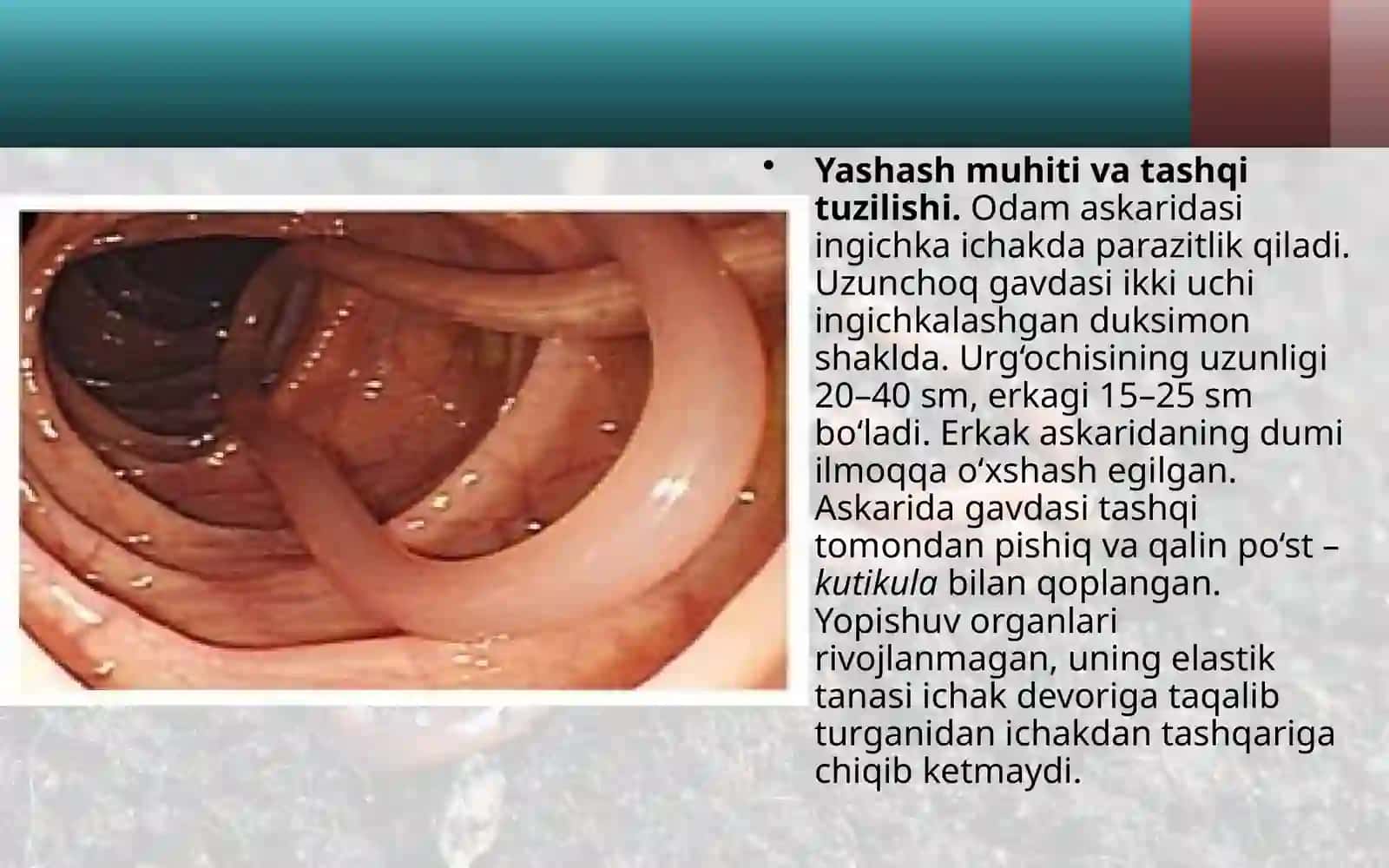 YUMOLOQ CHUVALCHANGLAR ASKARIDA OSTRISA, FILYARIYYOʻMOLOQS CHUVALCHANGLAR TRIXINELLA EGRI BOSHLI GIJJA, RISHTA, QIL BOSHLI GIJJA 3