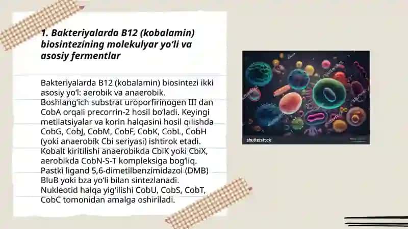 Bakteriyalar yordamida vitaminlar (B12, K2) biosintezi va ularning sanoat 3