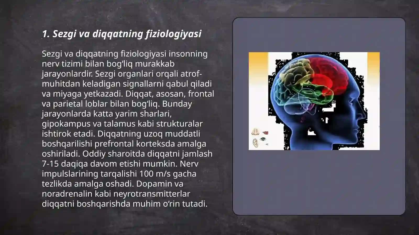 Sezgi va diqqatning fiziologiyasi 3