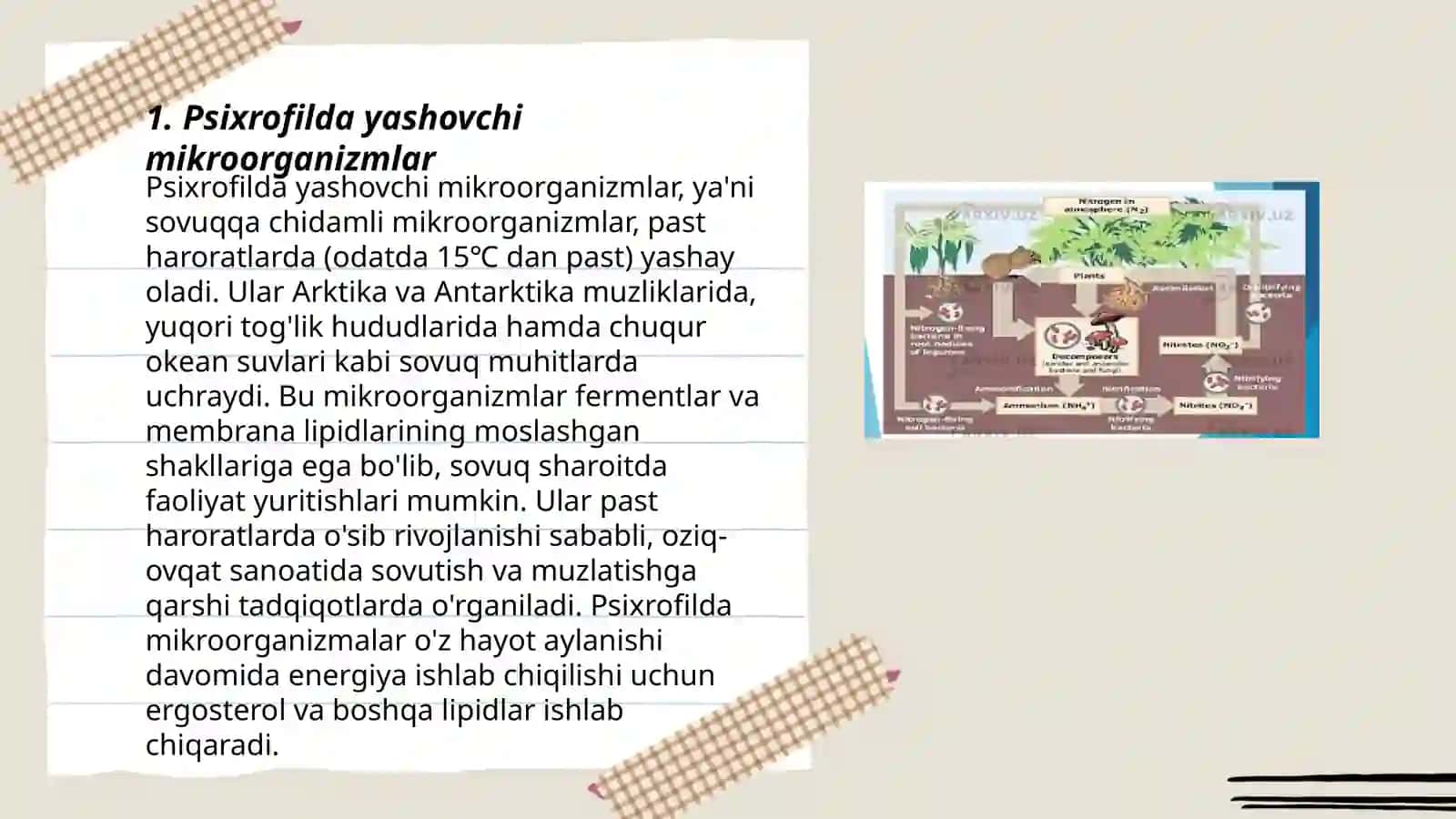 Psixrofil, mezofil va termofil mikroorganizmlar 3