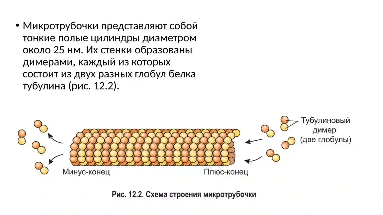 Гиалоплазма. Цитоскелет. Немембранные органоиды 3