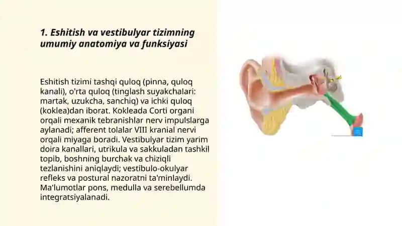 Eshituv va vestibulyar analizator fiziologiya 3